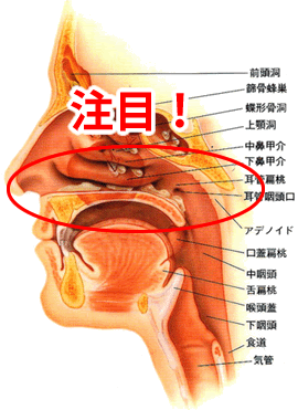 鼻の断面図（構造）